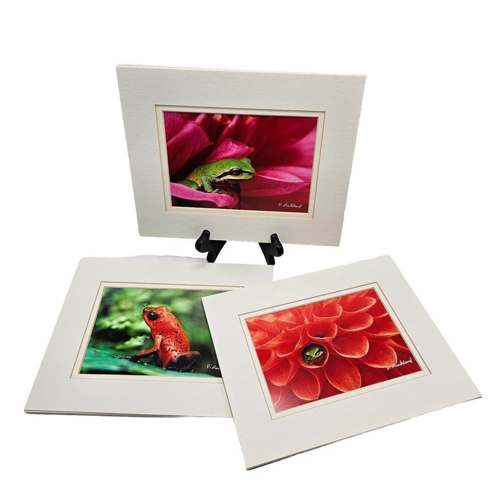 Lot Matted Photo, Costa‎ Rican Tree Frogs Frog. Signed